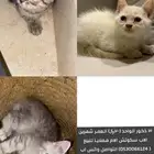 قطط