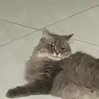 قطط للتبني