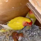 روز