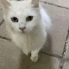 بيع قط يعتبر من النوادر