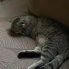 انثى طالبه تزاوج