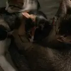 بسس للتبني التواصل خاص