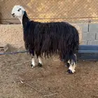 نجديه ثنيه دافع اربع شهور