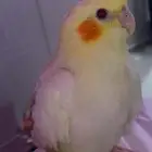 طير كروان لاتينو