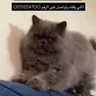 قط ضائع مكافئة 500 ريال لمن يجده