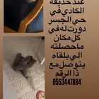 قط مفقود