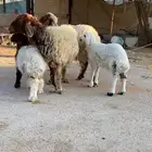 نعيم متابيع رغايث