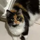 قطة تبني المخواة