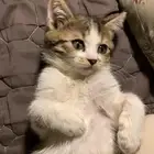قطط تبني ذكر