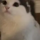 قط ذكر احتاج له احد يخاف الله فيه يقعد عندهم شهر ويرجع