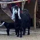 عنز صنف خلفه تم البيع