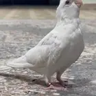 كروان البينو