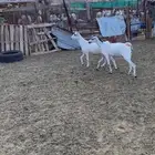 معزا دفيع قريب ولاده