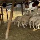 طليان حريه