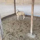 رخل حريه طيبه للذبح