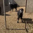 معزا العدد 3