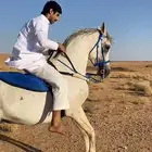 حصان شعبي شيخ