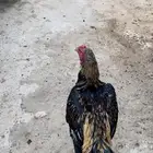 ديك سندي المجاردة