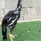 ديك سندي نسل عن غبشان