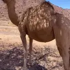 نياق حمر حيل للبيع توصل رقم