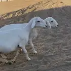 ضان