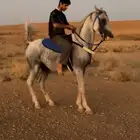 حصان شعبي شيخخ