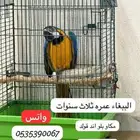 ببغاء بلو مكار