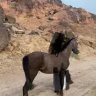 للبيع مهر كفو شعبي عمر سنه 3شهور