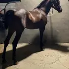 حصان للبيع
