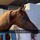 حصان شيخ واهو نسب قوي