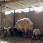 نعيمية تحتها توم خروف ورخل