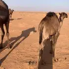 قعود لباني