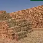 ذرة جيزانيه