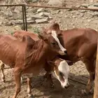 حسلان العدد 3 ذكور