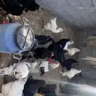 دجاج براهما