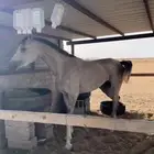 حصان شعبي كفوو