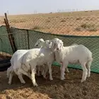 بهم حري تم البيع