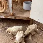 صوص براهم تم البيع