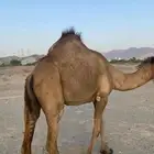 اعرض لكم ناقه لقحه