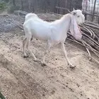 تيس مشروك أبيض
