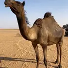 للبيع مجهم لقحه