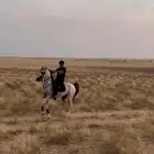 حصان شعبي من فواخر الشعبيات