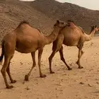 بكار لقايح ساحليات. تم اللبيع