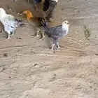 طيور