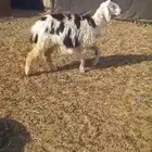 رخل للبيع