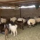 حري فاخر و نعيم وتيوس و سواكن مربها