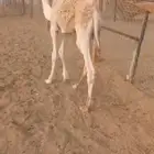 قعود للبيع صحته 100 100 ولد الحاكم