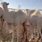 عشاير 3 للبيع التواصل واتساب