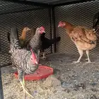 دجاج بلدي انتاج تحضين المجاردة