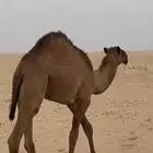 للبيع حوارها عمرها 9 شهور رمانيه